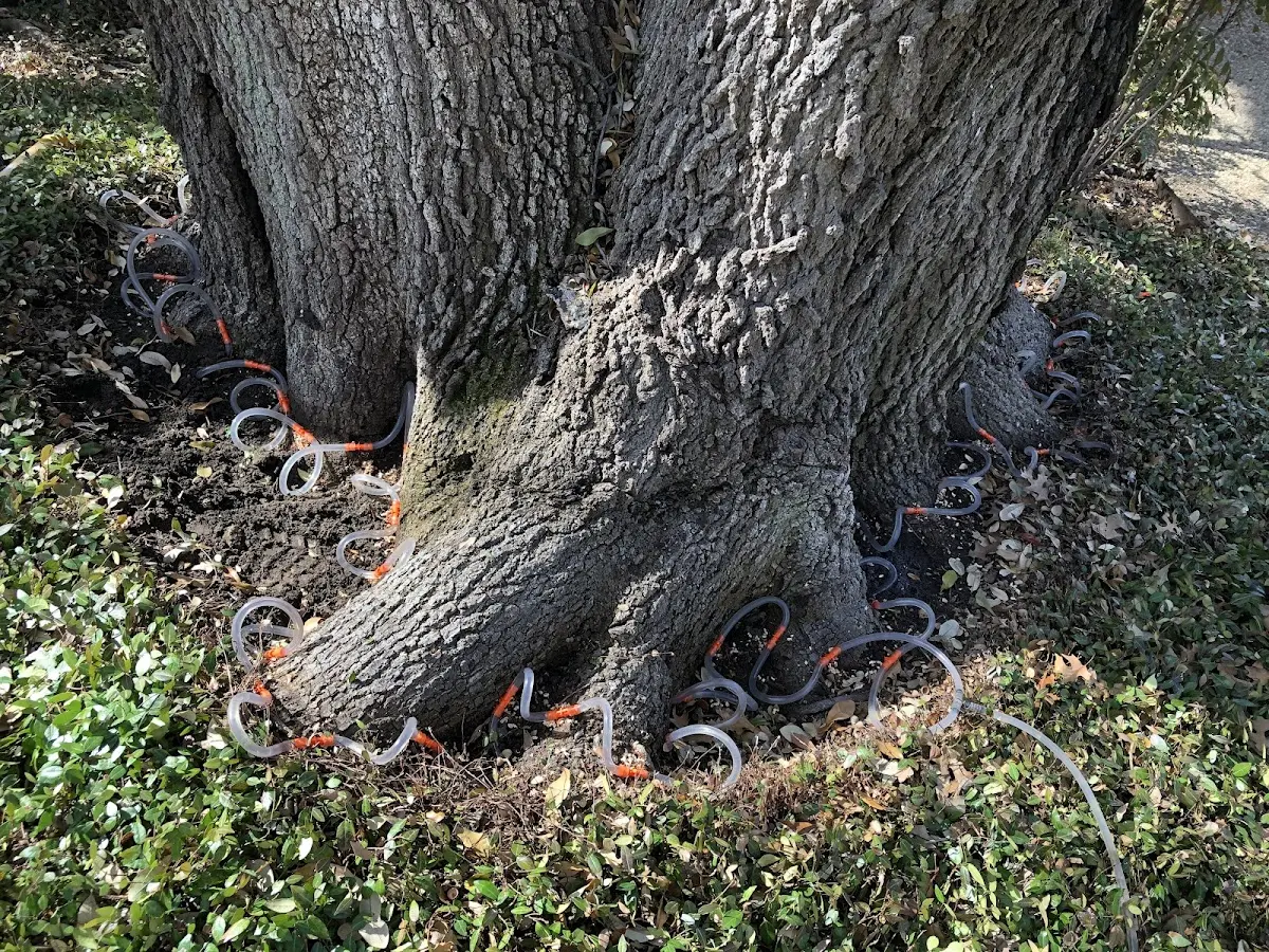 Detailed Tree Cabling and Bracing job site in Ames