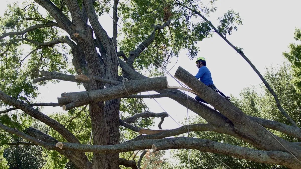 Professional Hazardous Tree Removal performed by certified arborists in Ames