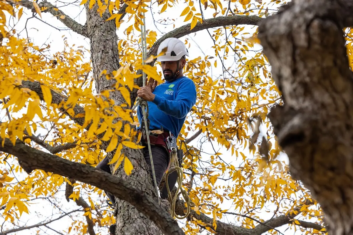 Skilled Tree Pruning crew working in Ames
